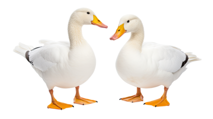 Pair of white ducks standing isolated on white background
