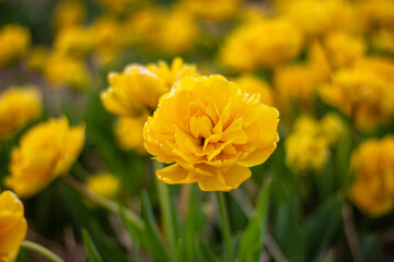 Vibrant Yellow Flowers Bloom in a Sunlit Garden During Springtime, Showcasing Nature's Beauty and Warmth