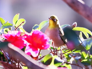 山茶花の花とかわいいメジロ