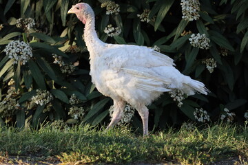 Close-Up of White Turkey Bird in Detail