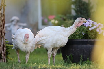 Close-Up of Two White Turkeys Together