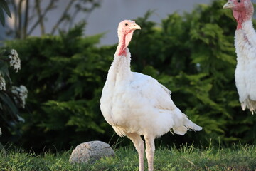 Close-Up of Two White Turkeys Together