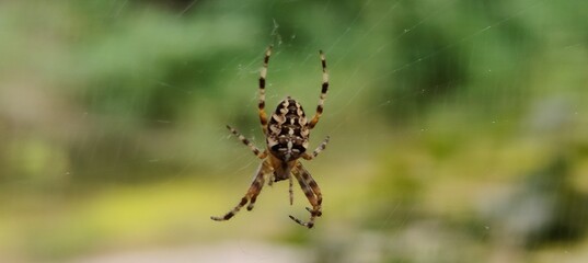 Close-Up of Cross Spider on Web in Forest