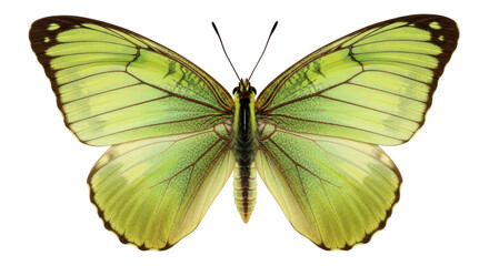 Isolated Yellow Green Butterfly