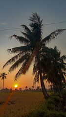 A beautiful morning. The sun has just risen. The orange hues in the distance. Coconut trees line the edge of the rice fields.