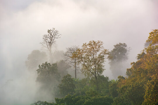 Fototapeta Aerial view of the misty forest canopy, where the dense fog embraces the verdant trees, creating a dreamlike atmosphere, Sajek, Chittagong Division, Bangladesh.