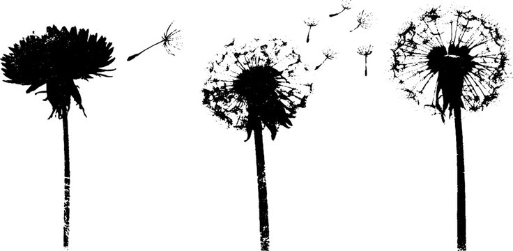 Black and white dandelion stencil collection for creative design and decoration