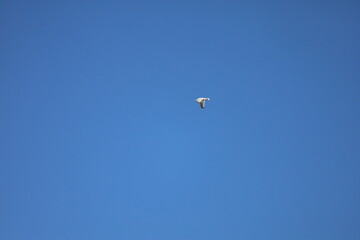 Close Up of Seagull Flying Against Blue Sky