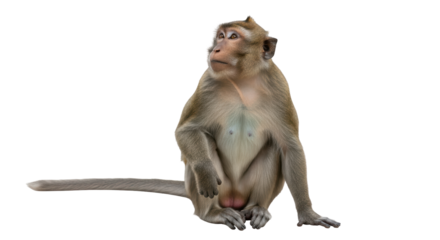 Isolated Monkey Sitting and Looking Up