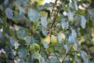 Close Up of Pear Branch with Green Leaves