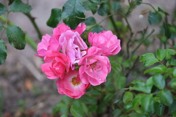 Close Up of Bonica 82 Pink Rose with Water Drop