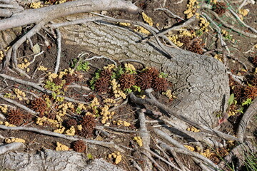 Dry branches of a tree with fallen leaves and moss on the ground
