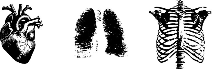 Black and white stencil illustration set of heart, lungs, and ribcage - anatomical designs for medical posters