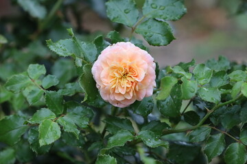 Close Up of PAD Austin Rose with Peach Buds