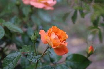 Close Up of P Austin Rose with Orange Hue After Rain
