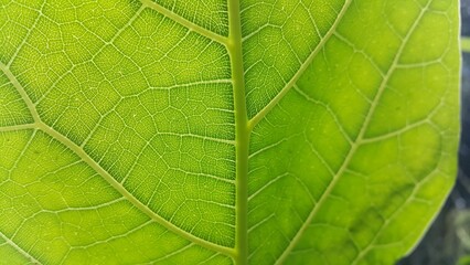 Green leaf pattern background, Natural background and wallpaper. Perfect for documentaries about tropical rainforests and World Environment Day on June 5th.
