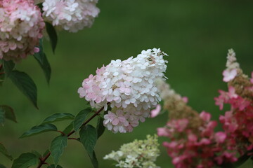 Close Up of Grandiflora Hydrangea Bush