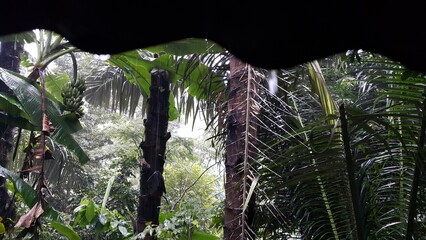 Background scene of heavy rain in forest. Perfect for documentaries about tropical rainforests and...