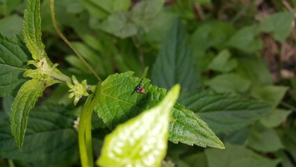 Insects perch on plant leaves. Shot in a tropical rainforest. World Environment Day on June 5th. zebra fly, Peacock fly, Rhagoletis pomonella, Apple Manggot, fruit fly.
