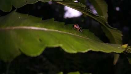 Common Ragweed Fruit Fly, Euaresta bella. Insects perch on plant leaves. Perfect for documentaries about tropical rainforests and World Nature Conservation Day on July 28th.