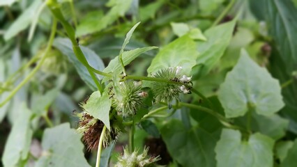 Photo of black ants on plants. Perfect for documentaries about tropical rainforests and World Environment Day on June 5th.