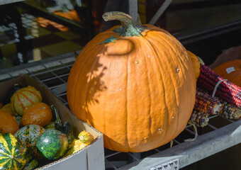 Una calabaza de color naranja intenso se exhibe en un estante de mercado junto con otras calabazas y maíz colorido. Concepto halloween y cosecha de otoño
