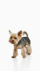 Yorkie dog licking nose on white background. Concept of pet cuteness, playful energy, domestic lifestyle, grooming, and joyful companionship.