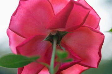 ピンクのバラの花びら