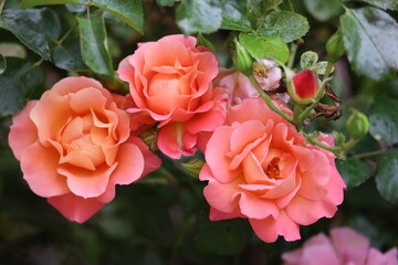 Close Up of Floribunda Rose Flowers