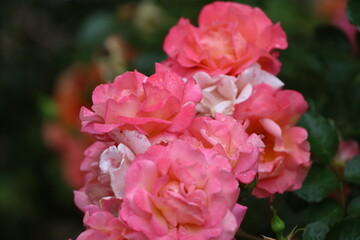 Close Up of Madame A Meilland Pink Rose