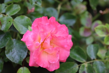 Fototapeta premium Close Up of Camellia Flower Resembling a Rose