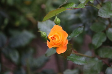 Close Up of SunFlare SunRay Floribunda Rose