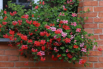 Hanging Pelargonium in a Brick Wall Pot