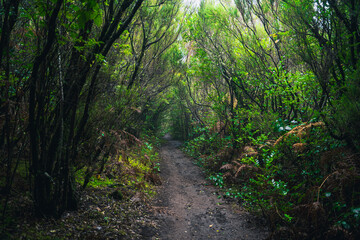 Fototapeta premium Madeira Feenwald 2