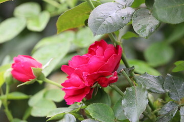 Close Up of Kronenburg Hybrid Tea Rose