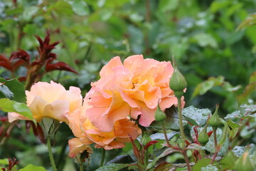 Close Up of Buff Beauty Rose with Peach Cream Blooms
