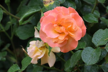 Close Up of Buff Beauty Rose with Peach Cream Blooms