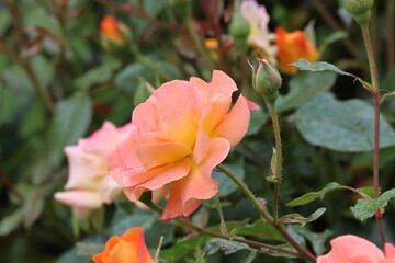 Close Up of Buff Beauty Rose with Peach Cream Blooms