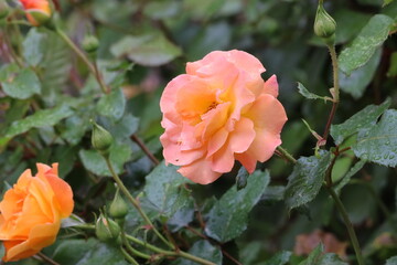 Florebunda Rose Close Up with Water Droplets