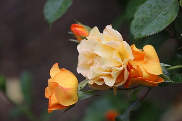 Close Up of Buff Beauty Rose with Peach Cream Blooms