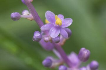 big blue lily turf