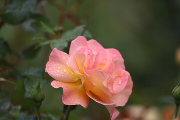 Fototapeta premium Close Up of Buff Beauty Rose with Peach Cream Blooms