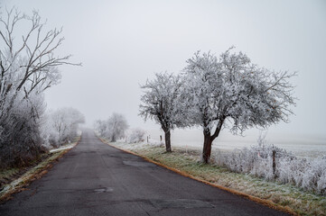 Frost-covered fields and trees in a magical misty Christmas morning
