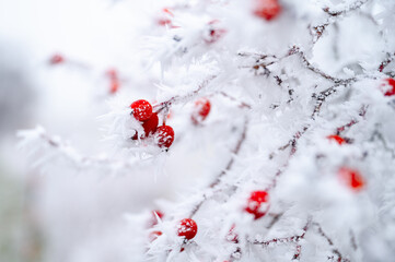 Frost-covered rose hips glowing in the cold winter morning. Ideal for herbal remedies, tea making,...