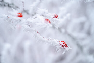 Frozen red rose hips wrapped in delicate winter frost. Perfect for herbal tea, nature, and healthy lifestyle themes.
