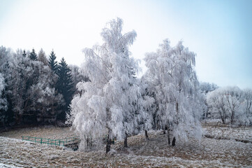 A snowy winter landscape unfolds with a mix of frosted trees, icy meadows, and gentle hills,...