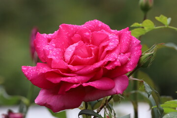 Bright Pink Rose with Water Droplets Close Up
