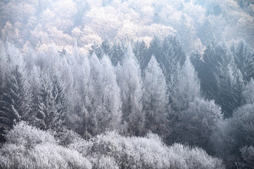 A magical winter scene with mixed forests and open snowy fields, blanketed in soft white snow for a festive holiday atmosphere