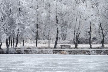 A peaceful frozen pond reflects the warm glow of the Christmas sun through a frosty mist