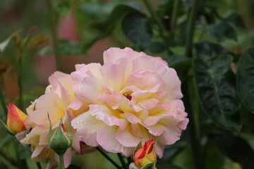 Gloria Dei Peace Rose Madame Meilland with Soft Yellow and Pink Petals